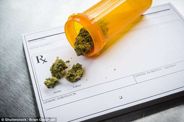 OBSH: Marihuana mjekësore s’ka rreziqe për shëndetin