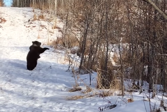 Kërce sikur s'të sheh askush (VIDEO)