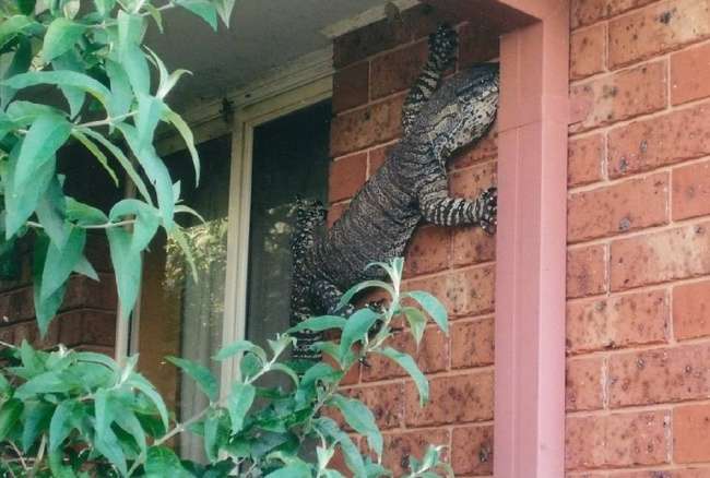 Australia – një vend ndryshe! (FOTO)