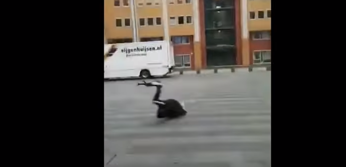 Era e fortë e fluturon këmbësorin në Holandë (VIDEO)