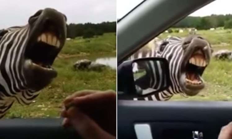Kur një zebër ia thotë këngës! (VIDEO)