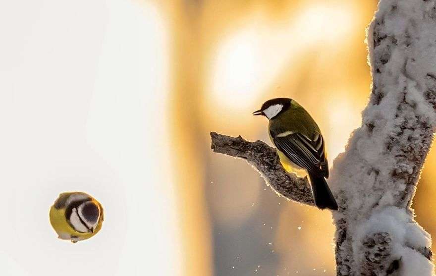 Fotografi i pasionuar pas zogjve