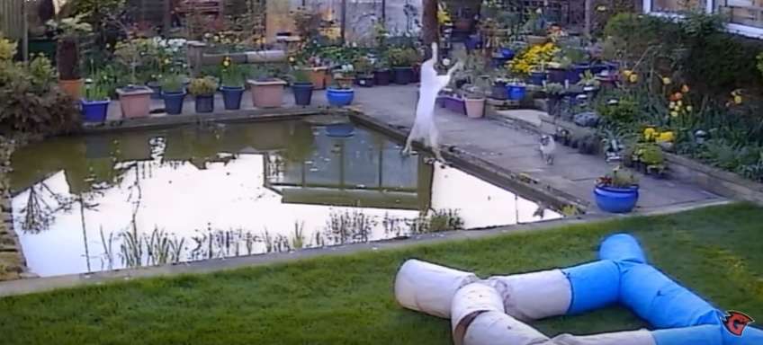 Dështimi epik i maces për ta kapur zogun (Video)