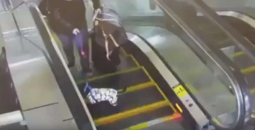 Qenushit i ngec putra në shkallët lëvizëse (Video)