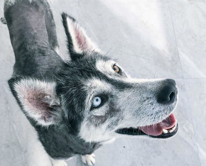 Transformimi i pabesueshëm i këtij Husky (FOTO)