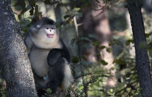 Britaniku harxhoi dy vjet për këto fotografi