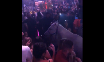 Kalë në mes të klubit të natës në Miami (VIDEO)
