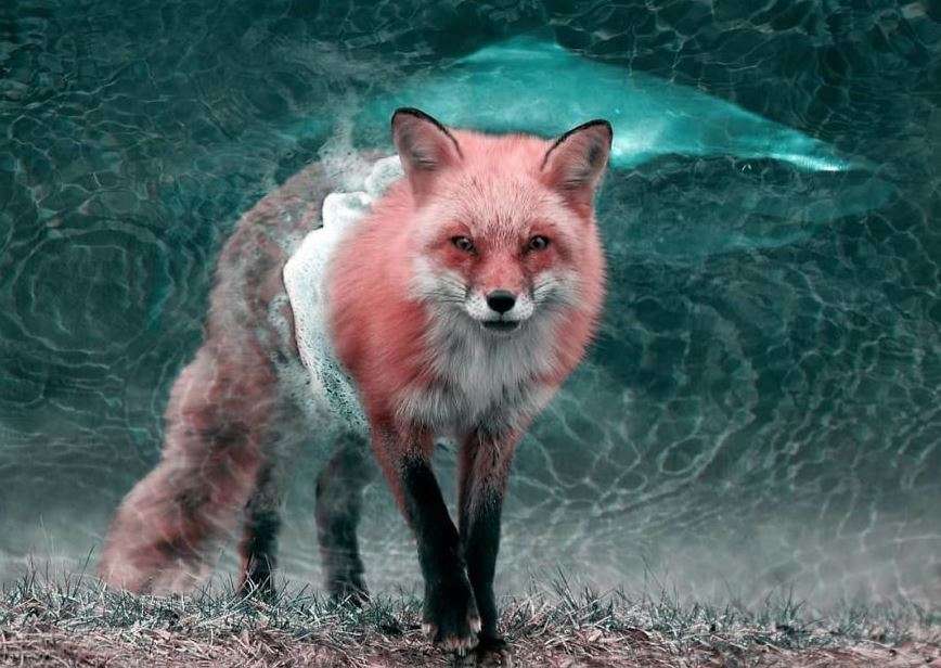 Artisti francez sjell fotografi magjike të kafshëve