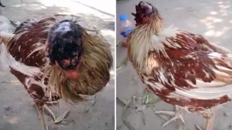 Pula pa kokë ende e gjallë dhe shëndosh (VIDEO)