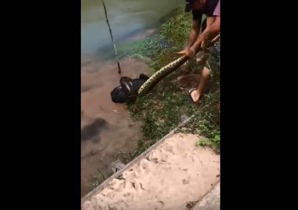 Të rinjtë e shpëtojnë qenin nga anakonda (Video)