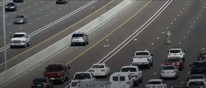 Policia në ndjekje të dy qenve në autostradë (Video)