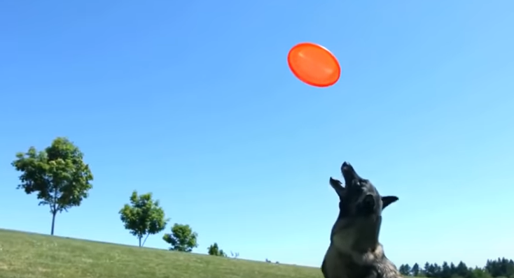 Përdoren edhe nga policia, ja aftësitë e një qeni Belgian Malinois (VIDEO)