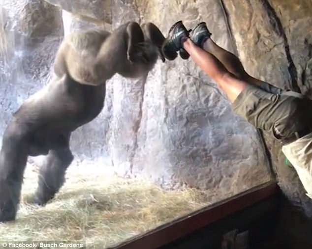 Shikoni këtë gorilla, imiton trajnerin në secilën lëvizje (VIDEO)