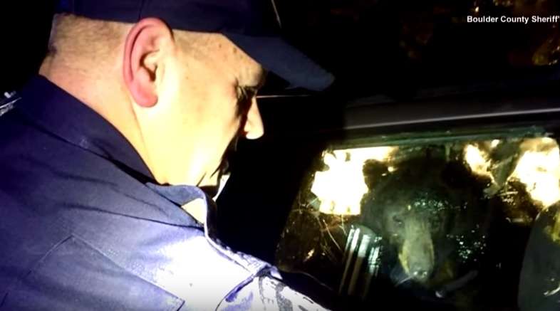 Ariu i uritur thyen veturën për të hyrë brenda (VIDEO)