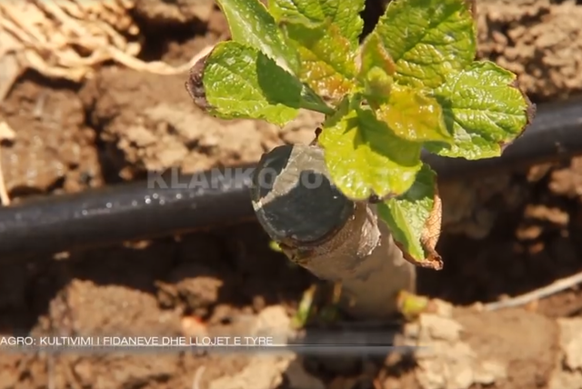 Kultivimi i fidaneve në Kosovë (VIDEO)