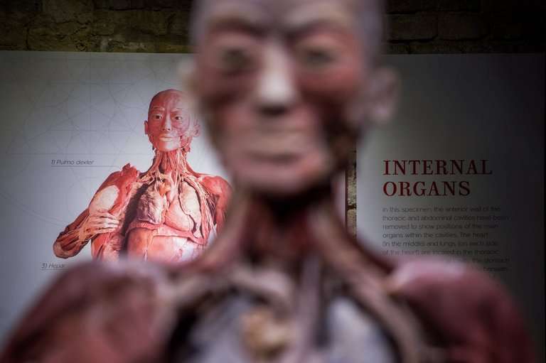 Shkencëtarët zbulojnë një organ të ri