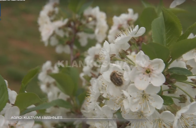 Kultivimi i vishnjës në Gjilan (VIDEO)