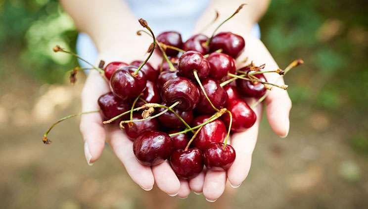 Dieta më e mirë e stinës është ajo e qershive