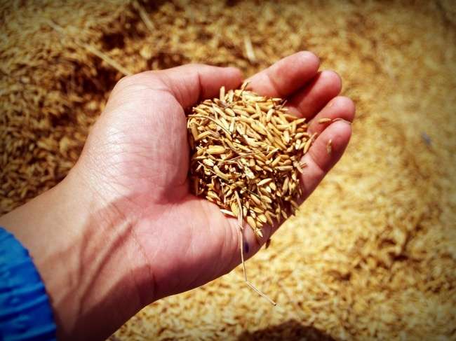 Speca djegës, drithra, arra për metabolizëm OK