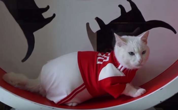 Macja e shurdhër gjen fituesin e Kupës Botërore në futboll? (VIDEO)