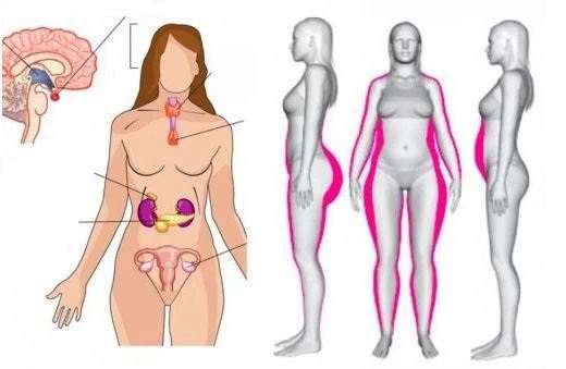 5 ushqimet më të mira që parandalojnë çekuilibrin hormonal tek femrat