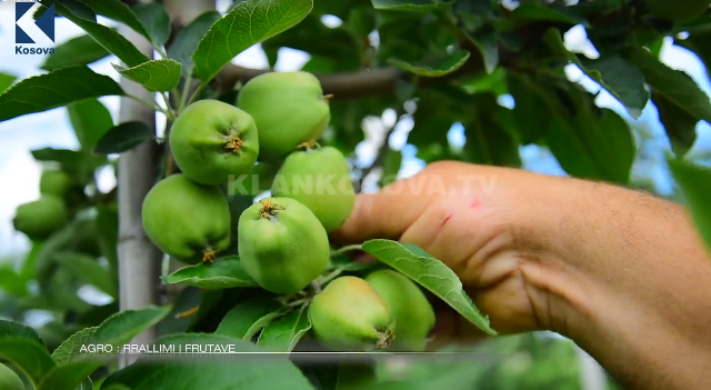 Rrallimi i frutave (VIDEO)