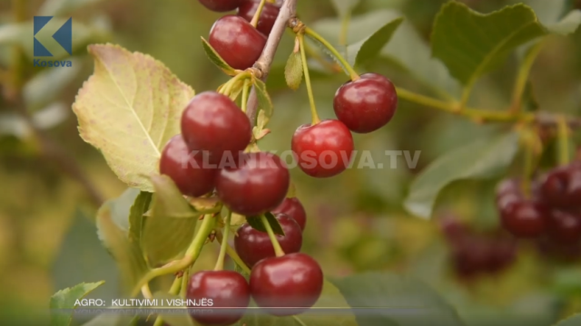 Si kultivohen vishnjet ? (VIDEO)