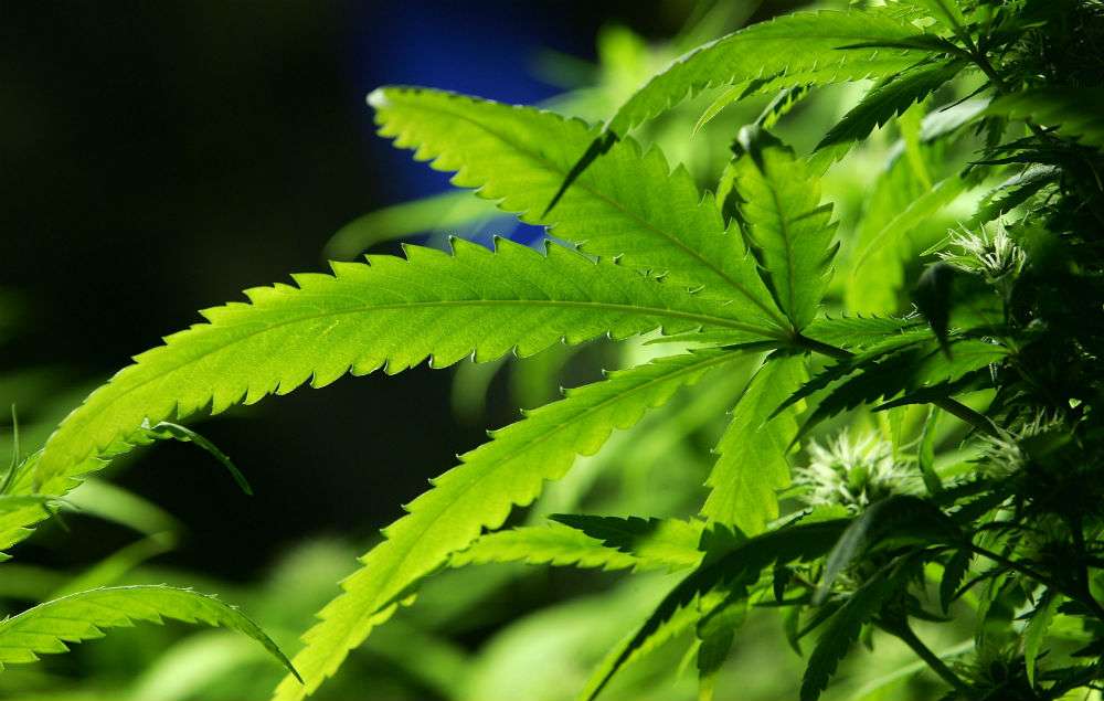 Britania e Madhe legalizon kanabisin terapeutik