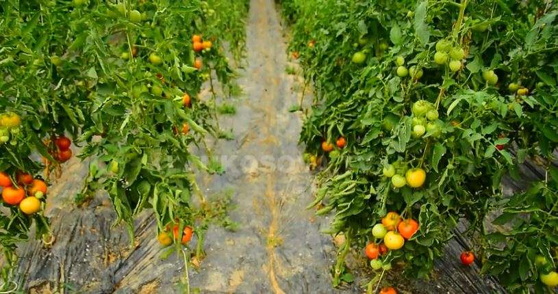 Kultivimi i domateve pa pesticide (VIDEO)