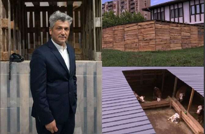 Sislej Xhafa për perfomansën me lopët: Jam vegjetarian, ju dua pa e ditur