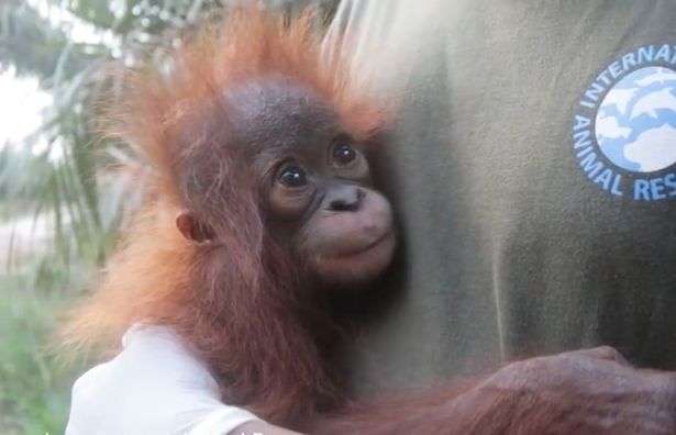 Orangutani i vogël shpëtohet pasi u gjet duke qarë në shkurre (FOTO)