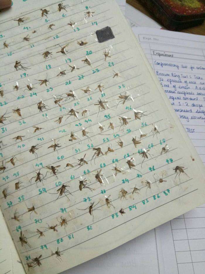 Kur mushkonjat të bezdisin aq shumë (FOTO)