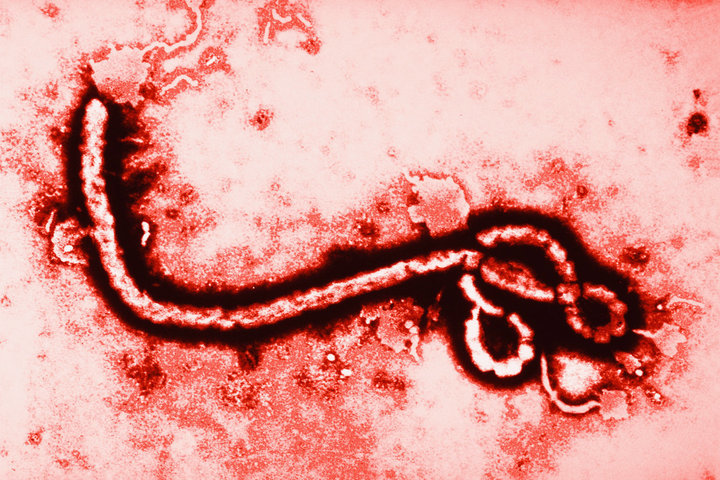 Ebola paraqet rrezik të lartë për Kongon