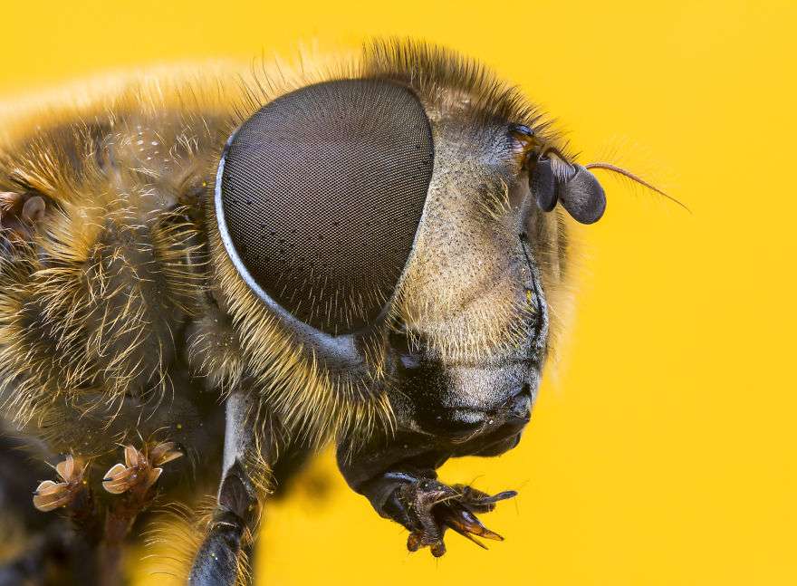 Pasi t’i shikoni këto fotografi, do të ndryshoni mendim për insektet (FOTO)