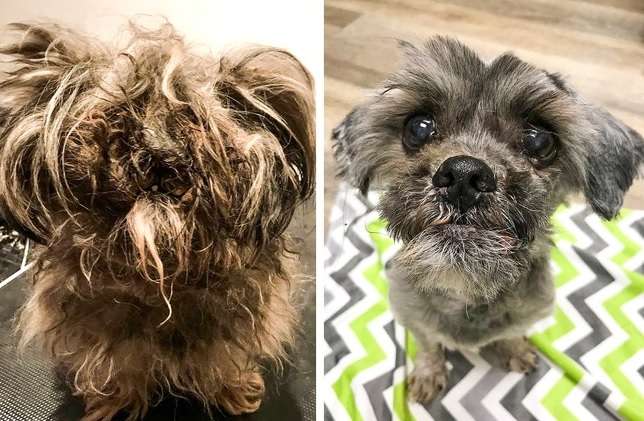 Qentë - Para dhe pas adoptimit (FOTO)