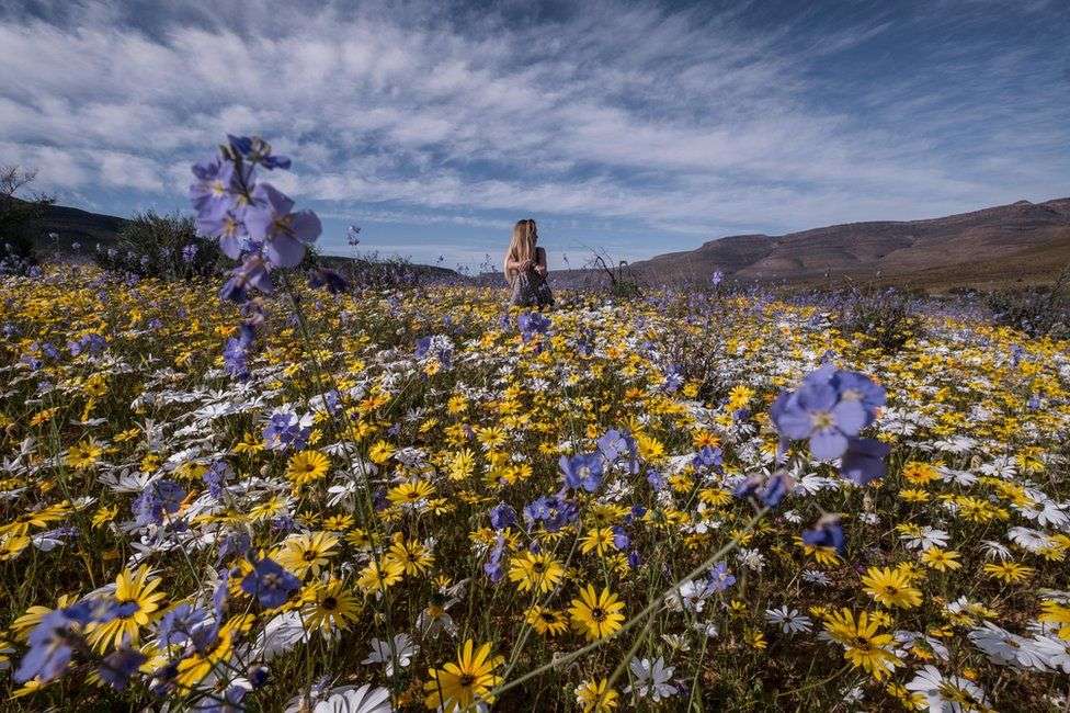 Lulet që ia ndryshojnë pamjen shkretëtirës së Afrikës Jugore
