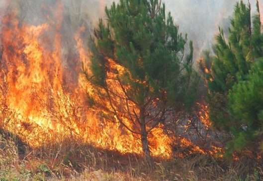 Zjarr në Lushnjë digjen 400 hektarë tokë, arrestohet 58 vjeçari (VIDEO)