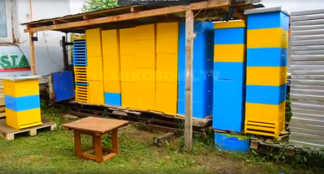 Punimi i veçantë i koshereve të bletëve (VIDEO)