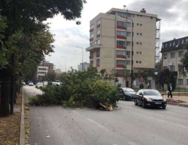 Prishtinë: Erërat e forta rrëzojnë pemën