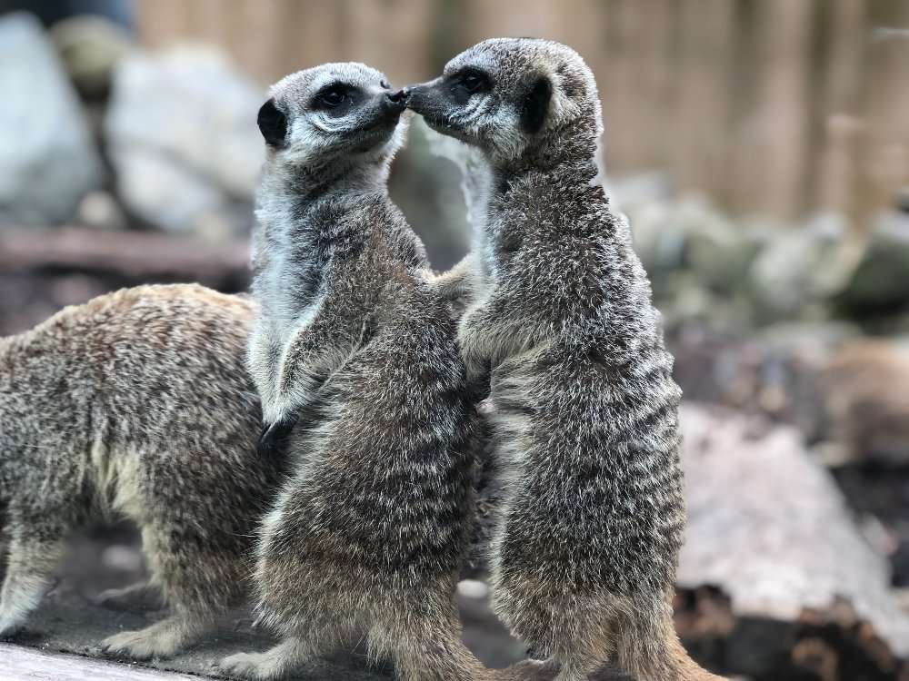 FOTOLAJM: Bisedë e ëmbël mes Capybarave, pas tërmetit në Zelandë të Re!