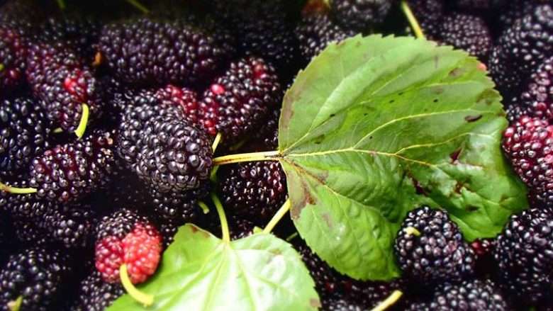 Çaji nga fletët e manit të zi kundër diabetit