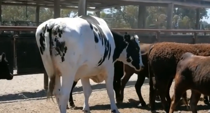 Gjedhi gjigant australian pushton internetin