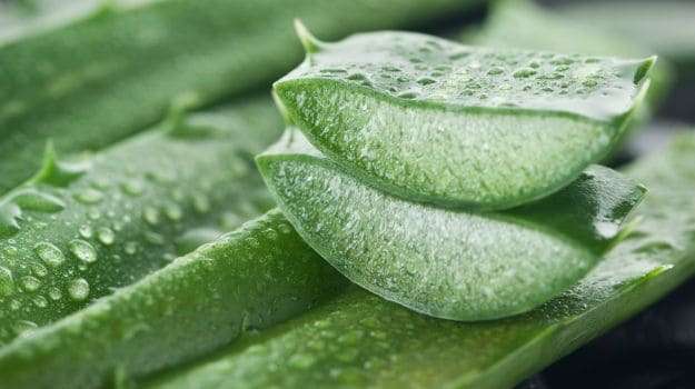 Këto janë përdorimet e jashtëzakonshme të Aloe Verës