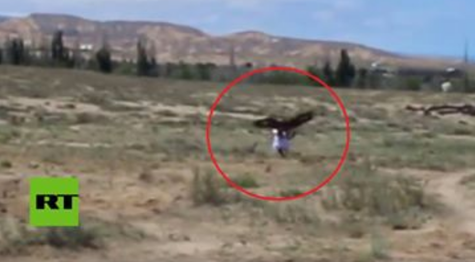 Shikoni si shqiponja e artë tenton ta grabis tetëvjeçaren, i shkakton disa lëndime (VIDEO)