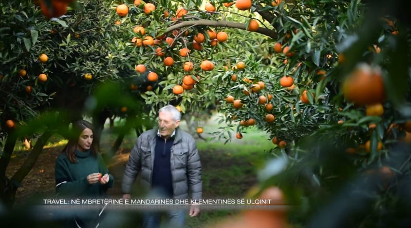 Në mbretërinë e mandarinave dhe klementinës së Ulqinit (VIDEO)