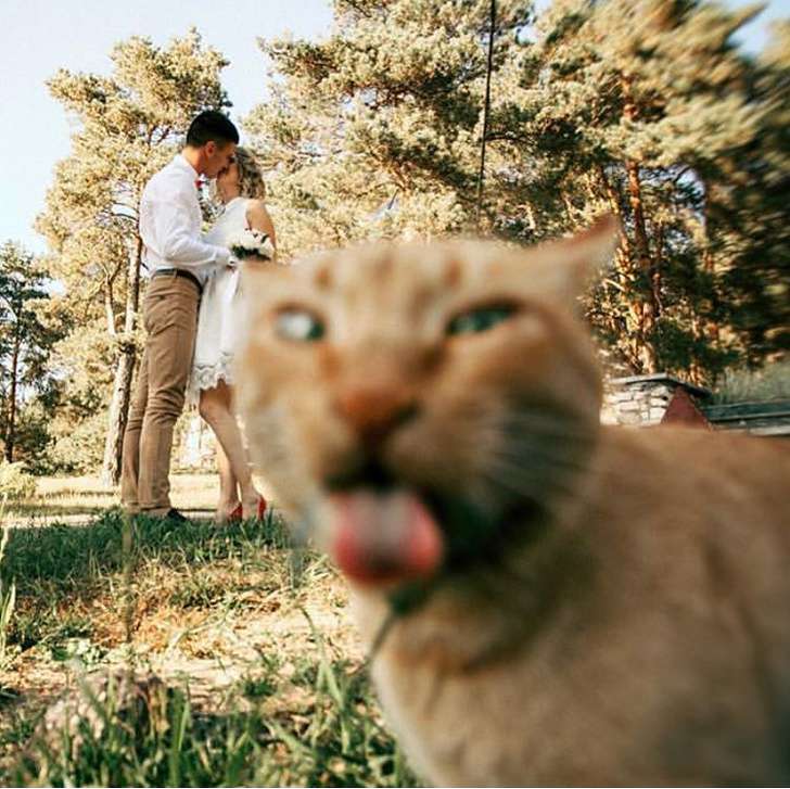Fotot që vërtetojnë lumturinë që sjellin kafshët tek njeriu