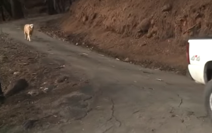 Qeni mrekullisht iu mbijetoi zjarreve në California, gjendet duke pritur pronarët tek shtëpia e djegur (VIDEO)