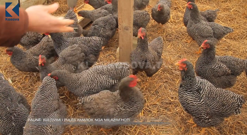 Pulat Amrok të Milazim Hotit (VIDEO)