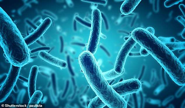 Zbulohen dy specie të baktereve rezistente ndaj antibiotikëve