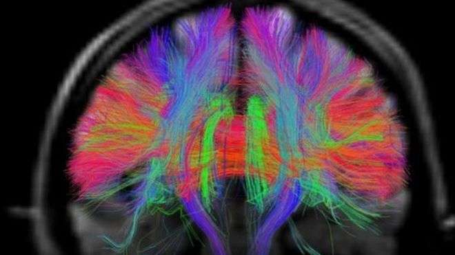 Studim: Rinimi i trurit përmes riparimit të neuroneve